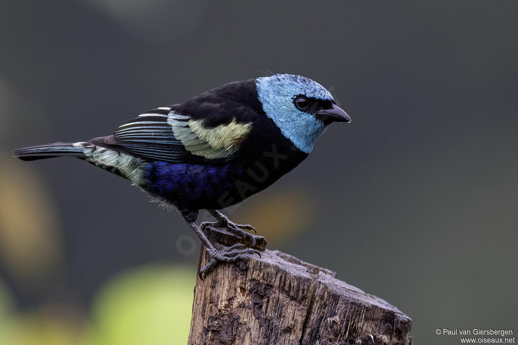 Calliste à cou bleuadulte