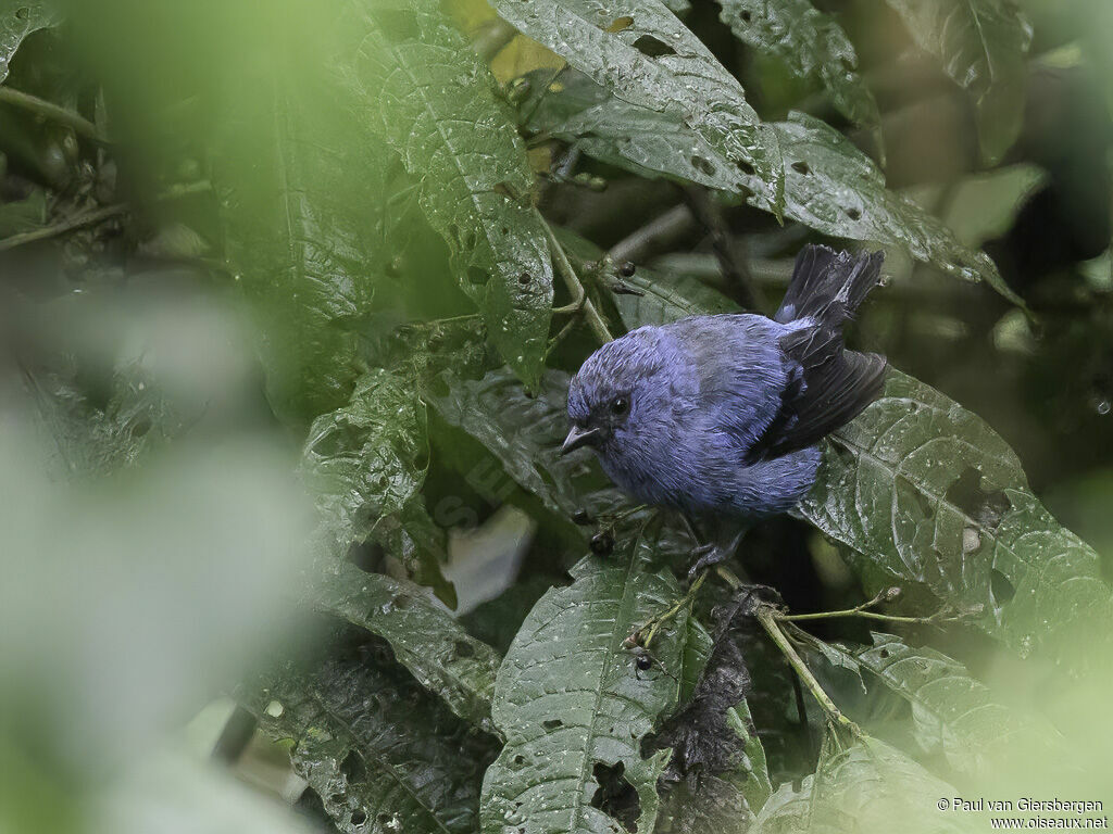 Calliste bleu et noiradulte