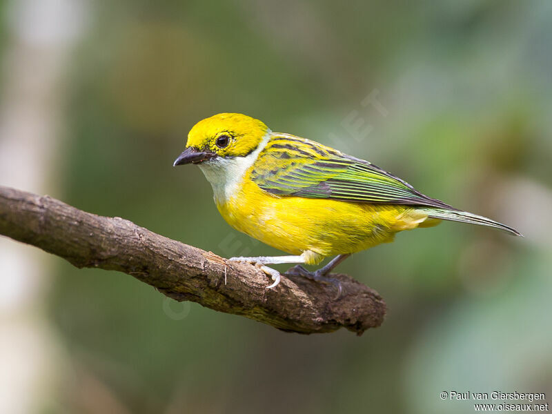 Silver-throated Tanager
