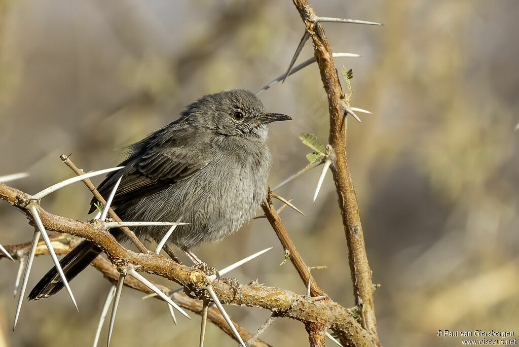 Camaroptère modesteadulte