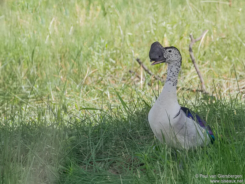 Canard à bosse