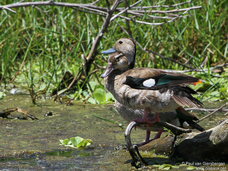 Canard à collier noir