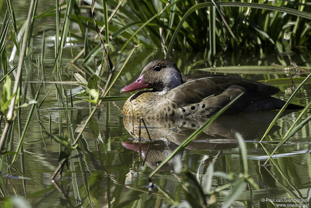 Canard amazonette mâle adulte