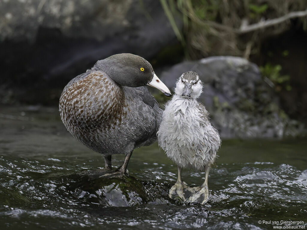 Canard bleu