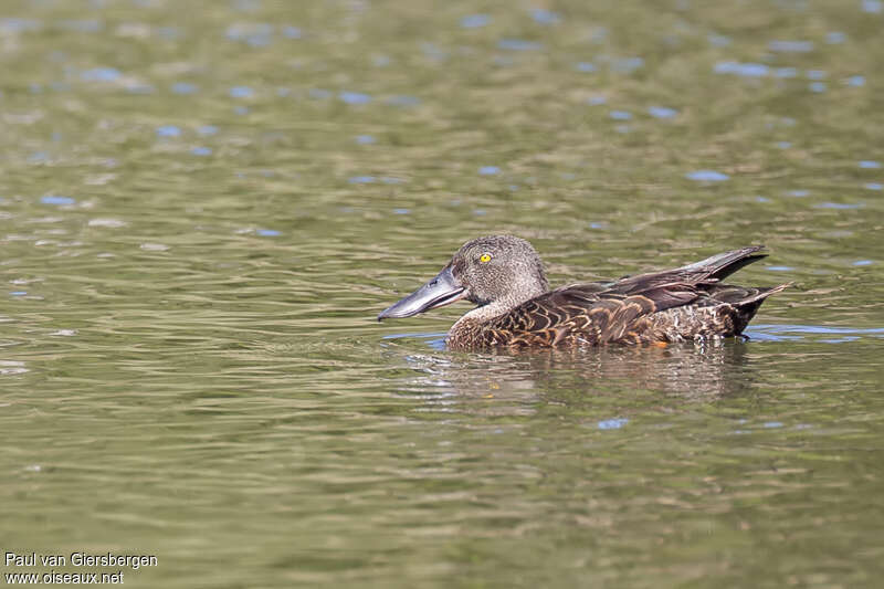 Canard bridé mâle adulte internuptial, identification