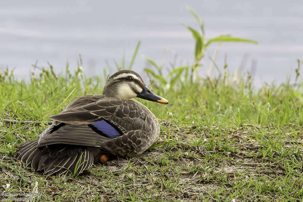 Canard de Chineadulte