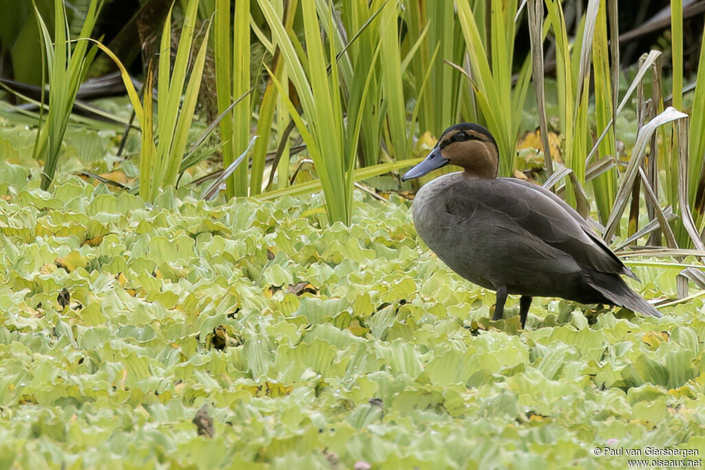 Philippine Duckadult
