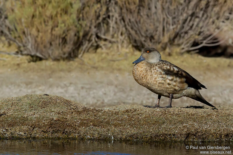 Canard huppé