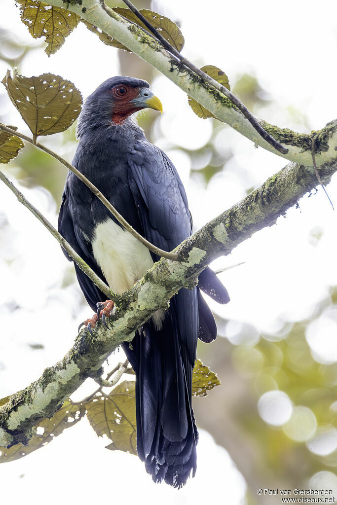 Caracara à gorge rougeadulte
