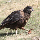 Caracara austral