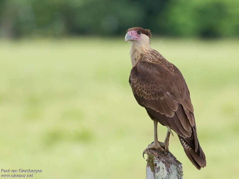Caracara du Nordimmature, identification
