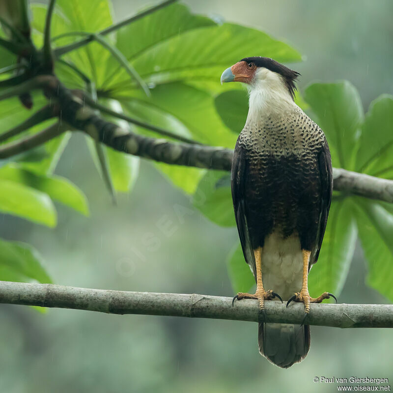 Caracara du Nord