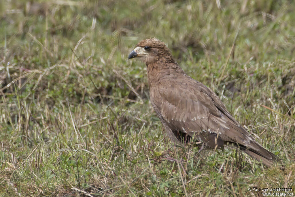Caracara montagnardimmature