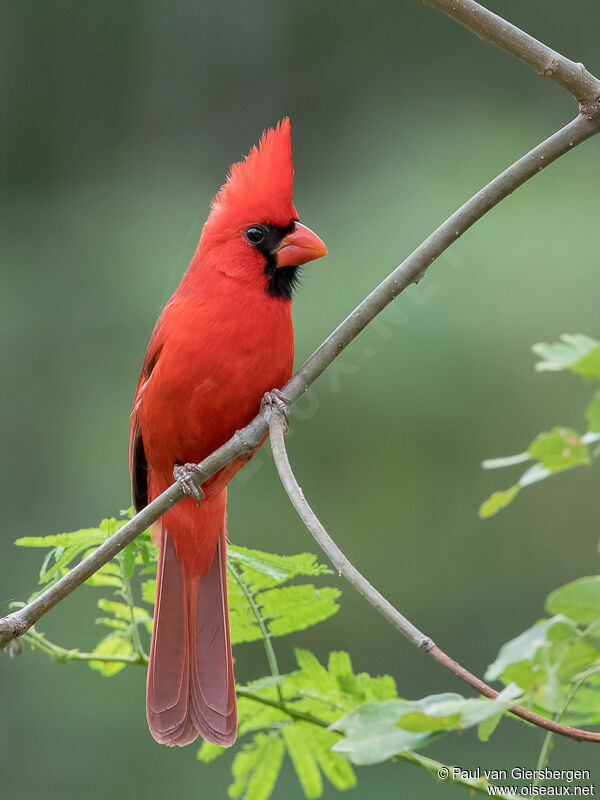 Cardinal rouge