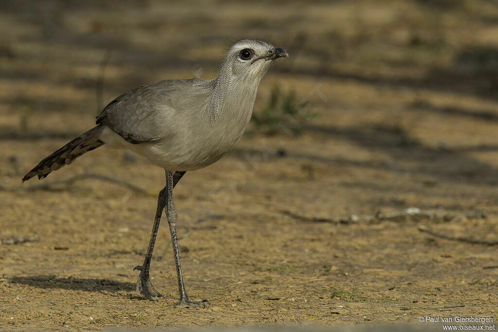 Black-legged Seriemaadult