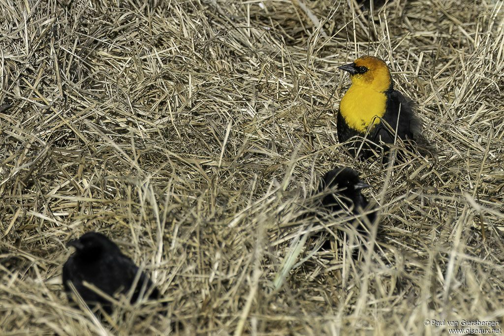 Yellow-headed Blackbirdadult