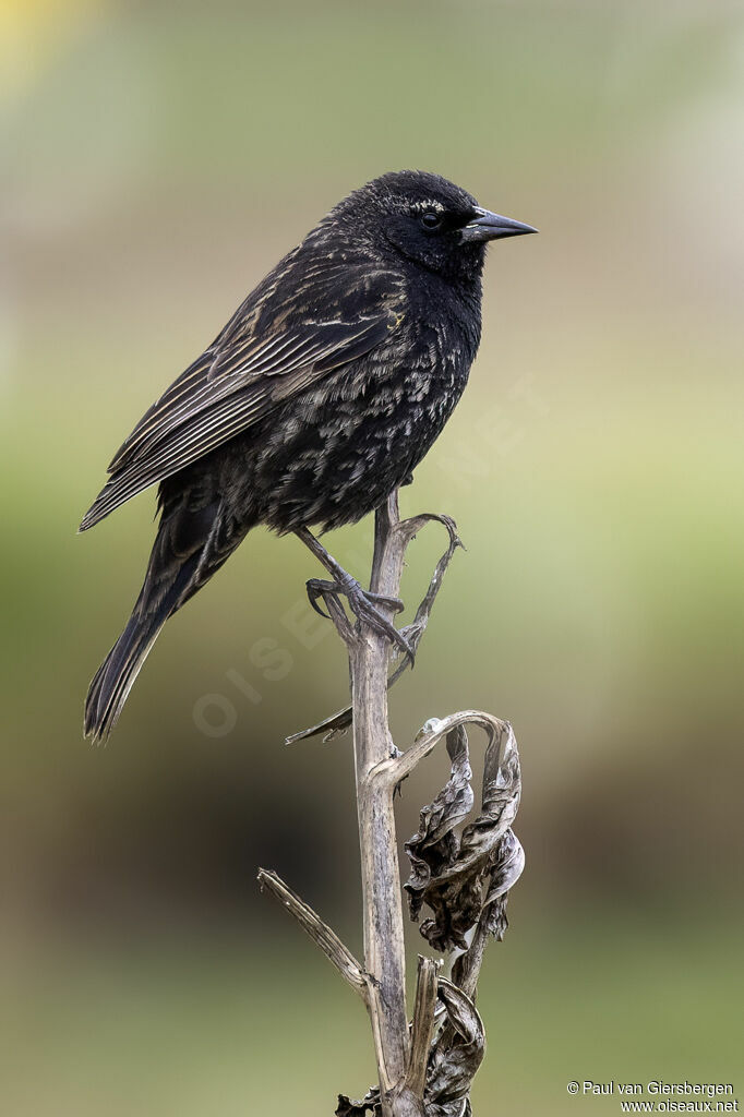 Yellow-winged Blackbird