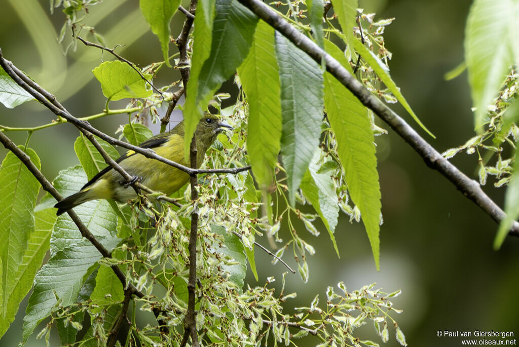 Chardonneret à ventre jaune - Tarin à ventre jaune<br /> femelle adulte