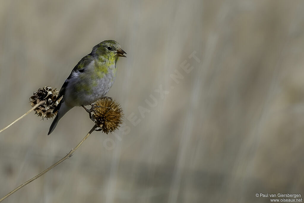 American Goldfinch female adult