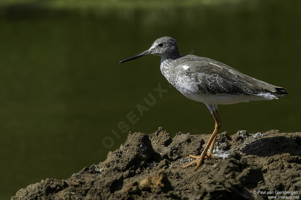 Common Redshankadult