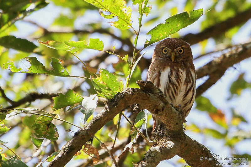 Ferruginous Pygmy Owl