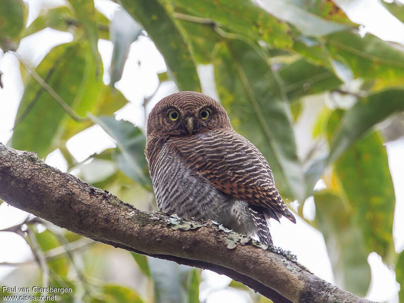 Chevêchette de jungle, identification