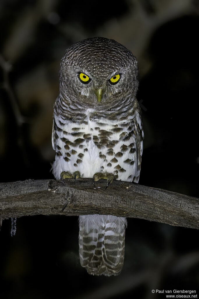 African Barred Owletadult