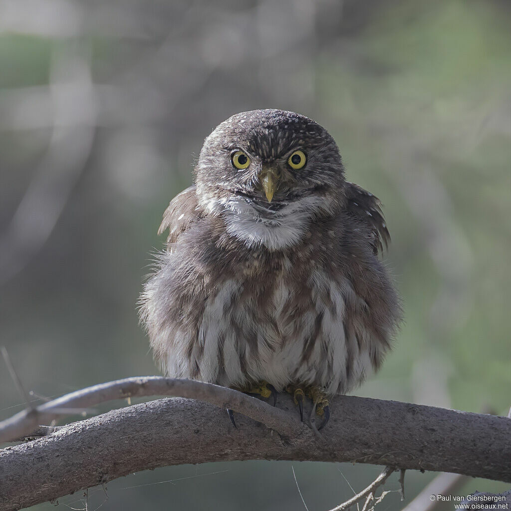Pacific Pygmy Owladult