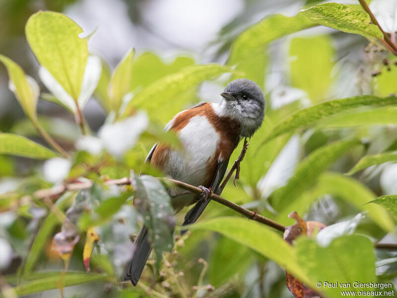 Bay-chested Warbling Finchadult