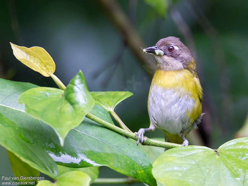 Chlorospin des buissonsadulte, régime, Comportement