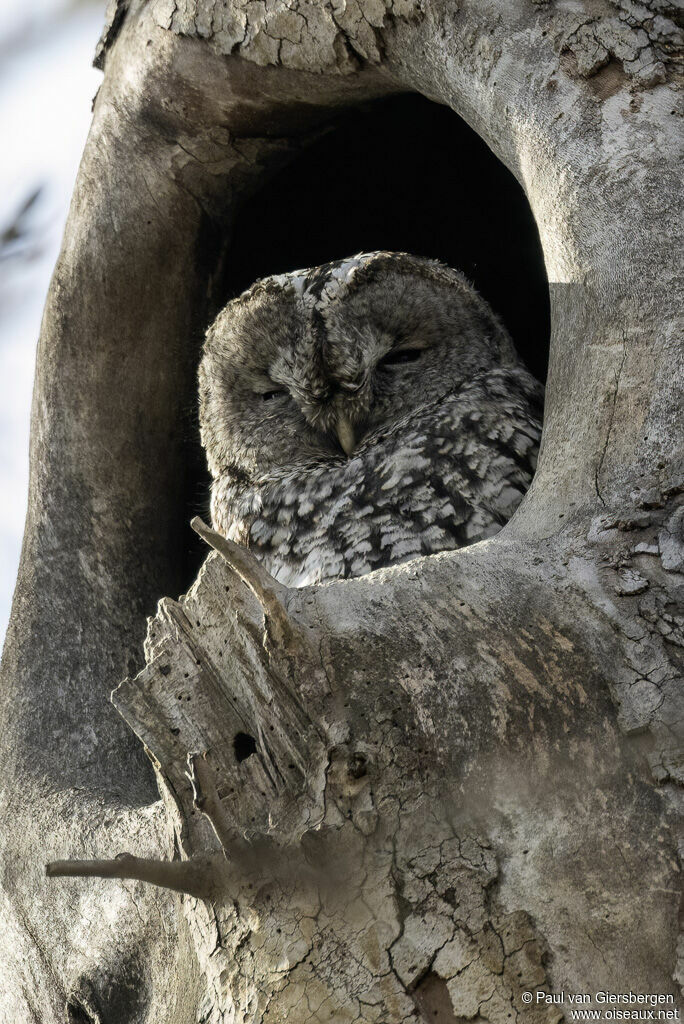 Chouette hulotteadulte