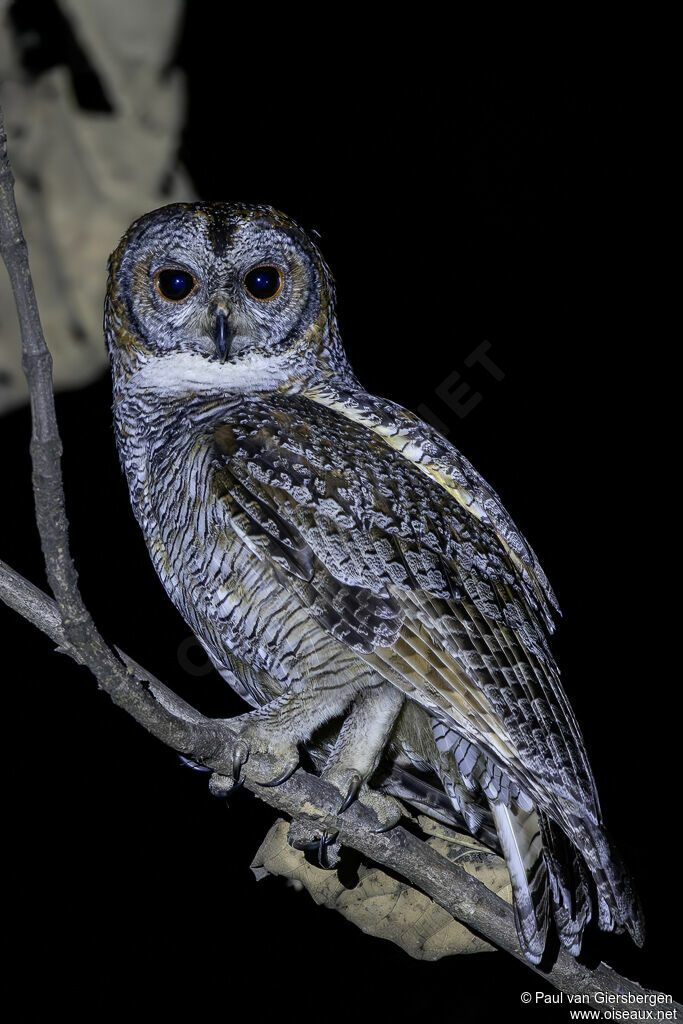 Chouette ocelléeadulte