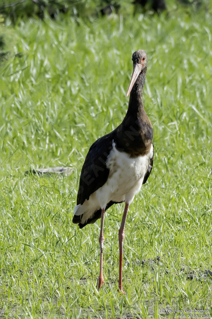 Black Storkadult