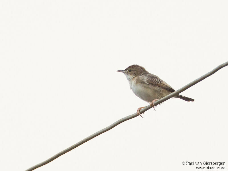 Short-winged Cisticola