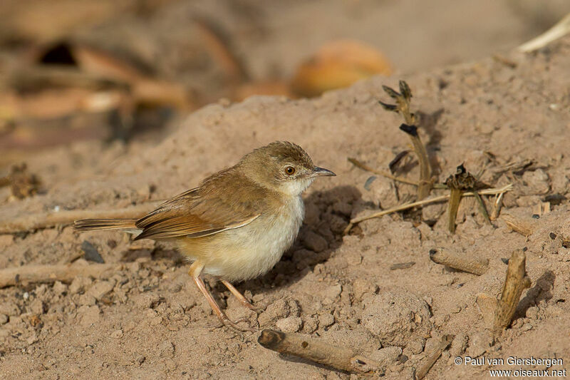Short-winged Cisticola