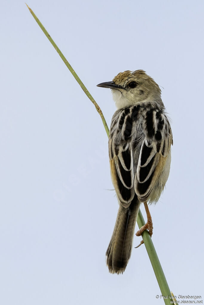 Cisticole de Luapulaadulte