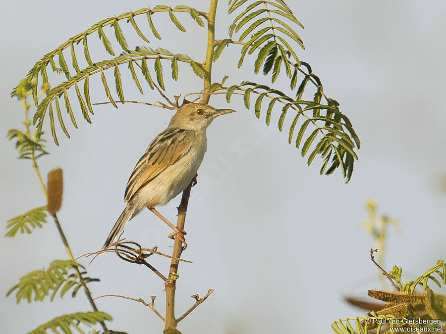 Rufous-winged Cisticola