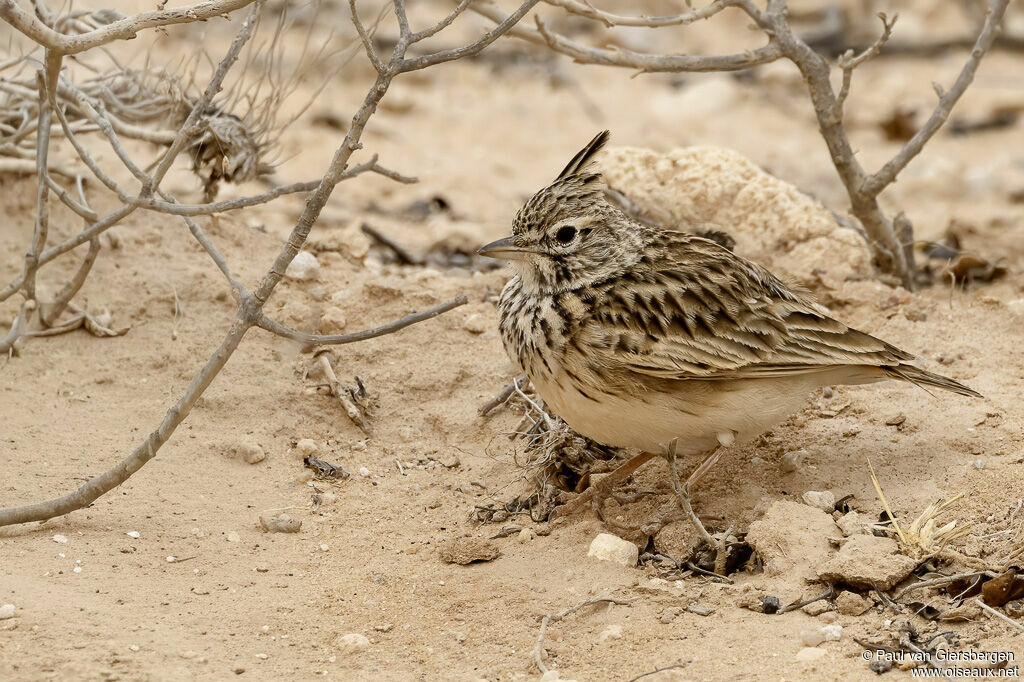 Cochevis de Théklaadulte