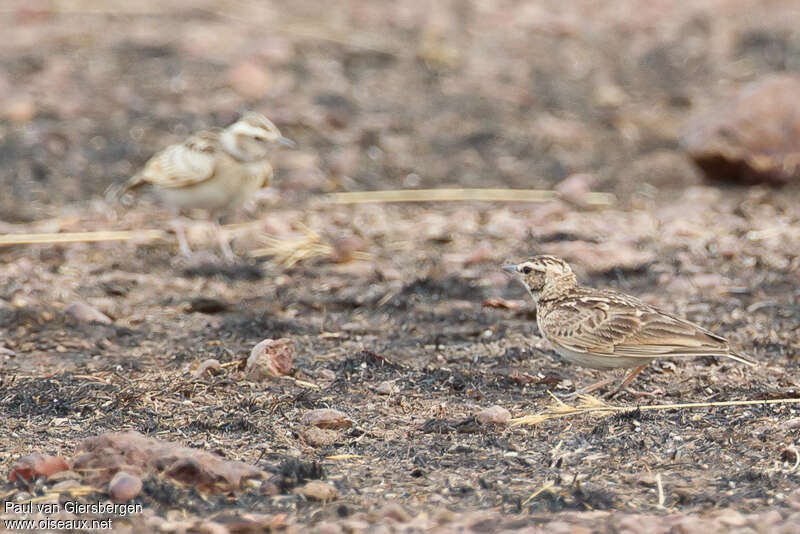 Cochevis modeste, habitat, camouflage, pigmentation