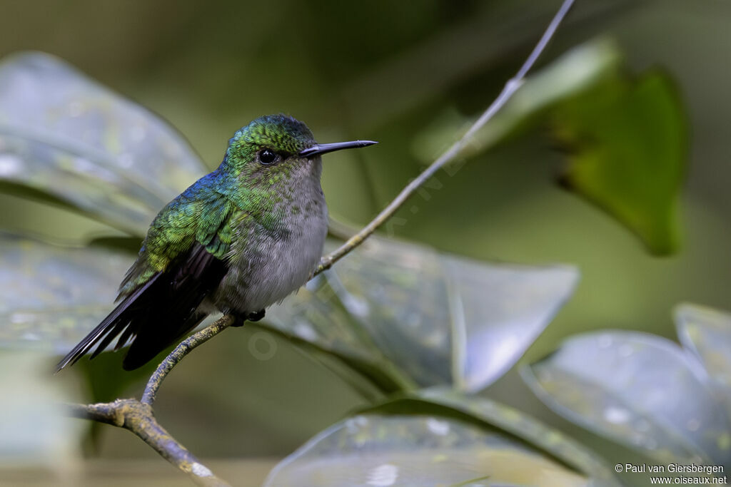 Colibri à calotte violette femelle adulte