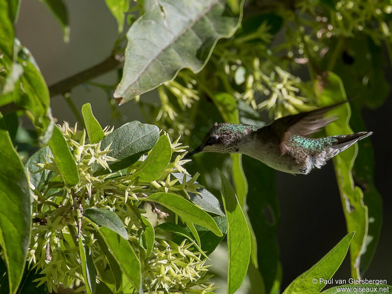 Colibri à gorge rubis