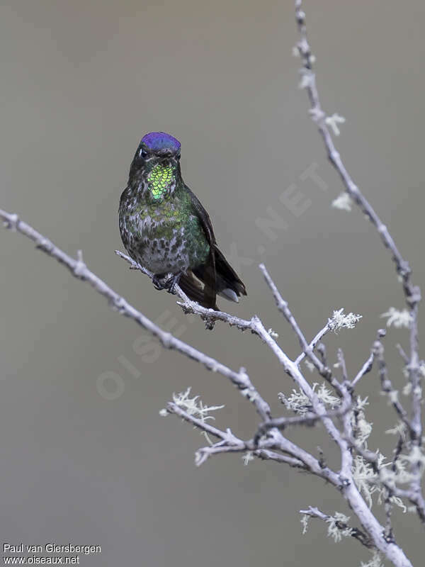 Colibri à petit bec mâle adulte, portrait