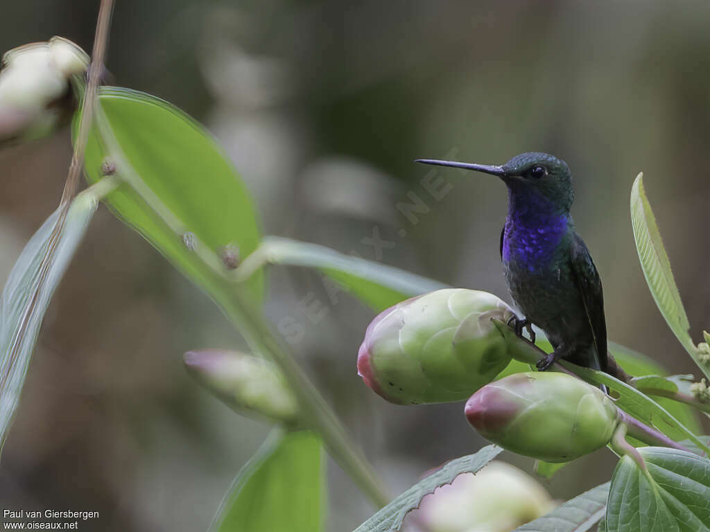 Colibri à queue blancheadulte, habitat, pigmentation