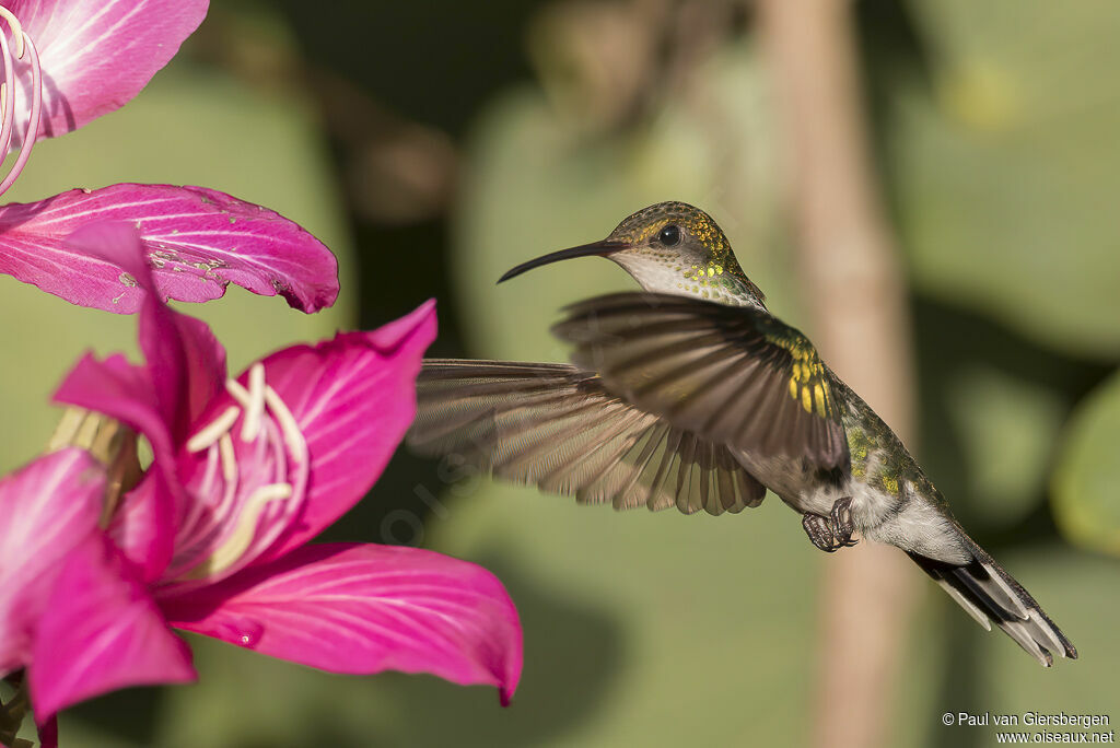 Colibri à tête noire femelle adulte
