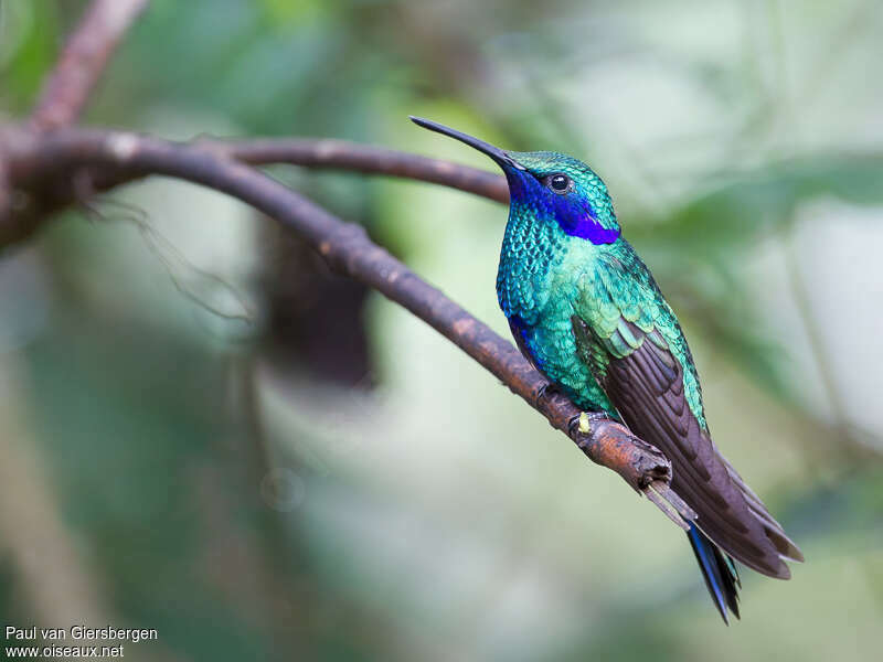 Sparkling Violetear