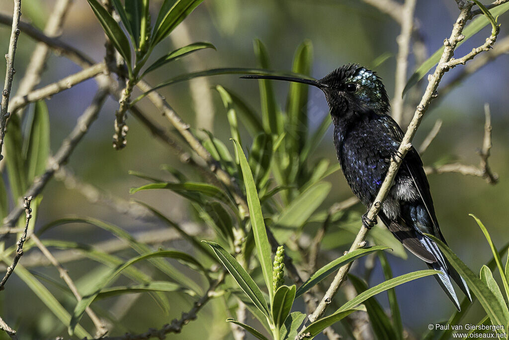 Colibri d'Angèle mâle adulte