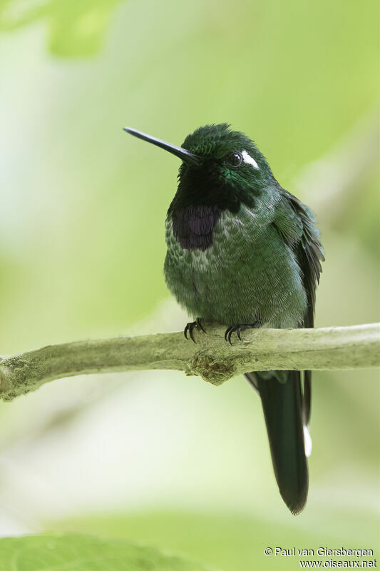 Colibri de Benjamin mâle adulte