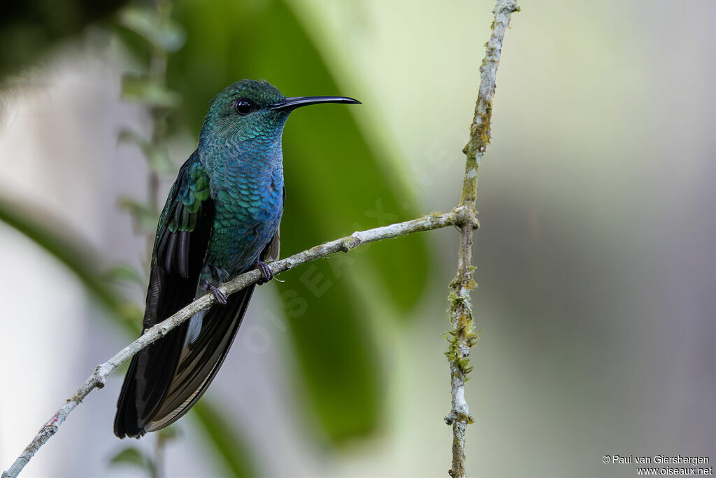 Colibri de Buffon - Colibri à ventre bleu<br />adulte