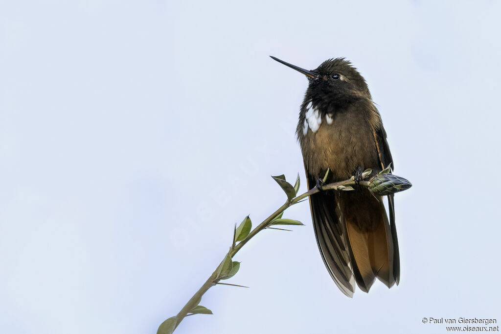 Colibri de Castelneauadulte