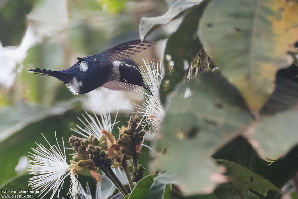 Colibri des Santa Marta mâle adulte, identification